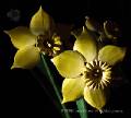Wooden Daffodills